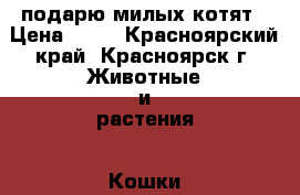 подарю милых котят › Цена ­ 10 - Красноярский край, Красноярск г. Животные и растения » Кошки   . Красноярский край,Красноярск г.